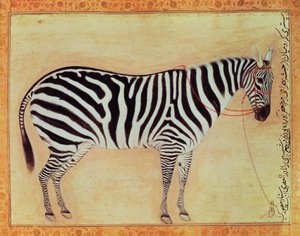 Zebra, do Álbum Minto, Mughal, 1621,